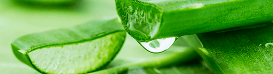 Unknown facts about Aloe Vera